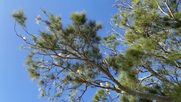 一群白色的鹦鹉休息了 日光浴在树枝上 落网拍摄 蓝天背景 — 图库视频影像