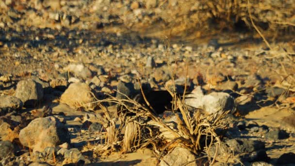 Lone Black Raven Staat Tussen Woestijnrotsen Death Valley Afgesloten — Stockvideo