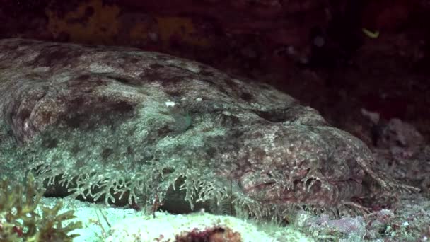 Wobbegong Žralok Zblízka Korálovém Útesu Raja Ampat Micronesia — Stock video