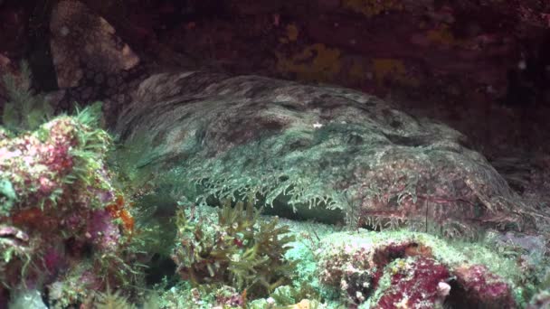 Καρχαρίας Wobbegong Στον Κοραλλιογενή Ύφαλο Στο Raja Ampat Micronesia — Αρχείο Βίντεο