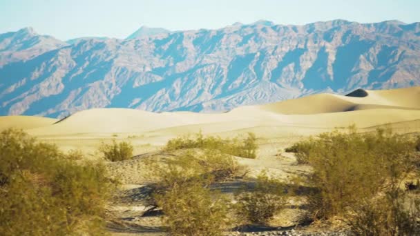 Песчаные Дюны Долины Смерти Кустарниками Далекими Горами Вдали Pan Right — стоковое видео