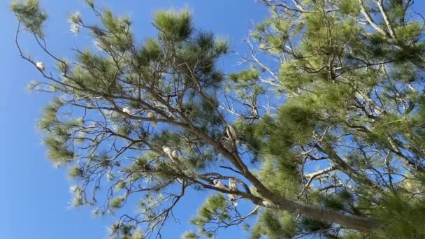 Dziki Siarka Crested Kakadu Lub Papuga Ptaków Opalać Się Gałęzi — Wideo stockowe