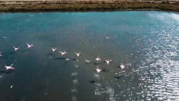 Flamingos Fliegen Über Die Saline Portugal Antenne — Stockvideo