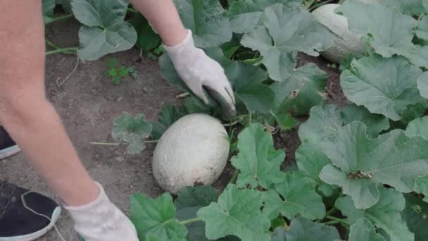 Manos Humanas Con Guantes Compruebe Cantaloupe Fruta Plantada Jardín Gastos — Vídeos de Stock
