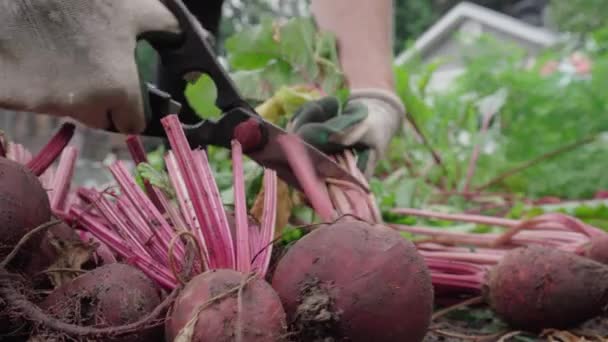 Manos Jardinero Cortando Tallos Remolacha Jardín Con Tijeras Cerca — Vídeos de Stock