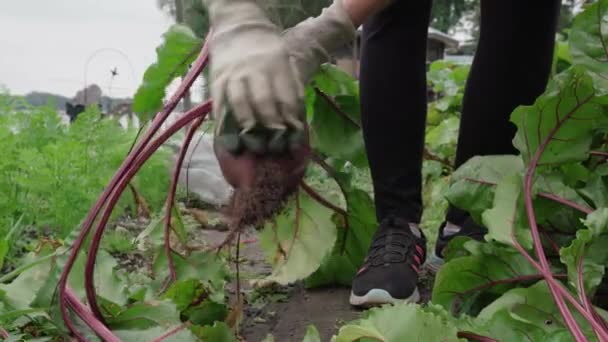 Persona Que Cosecha Quita Suelo Que Pega Piel Planta Remolacha — Vídeos de Stock