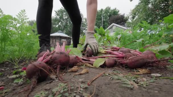 Sortieren Und Eine Frisch Geerntete Rote Bete Aus Dem Garten — Stockvideo