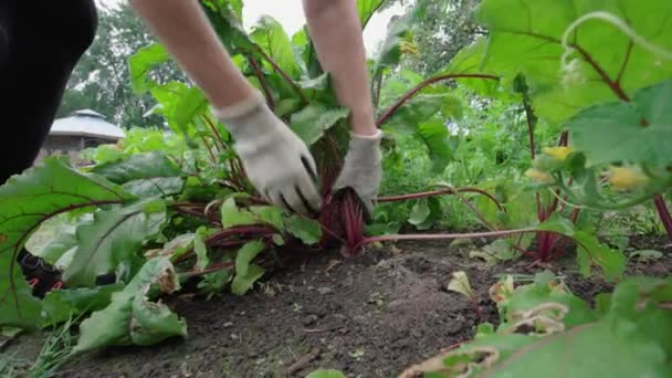 Nahaufnahme Landwirt Holt Reife Rüben Während Der Erntezeit Heraus — Stockvideo