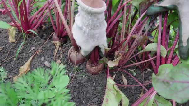 畑の中でビートルート植物を引っ張ったり収穫する手袋を持つ農家 終わりだ — ストック動画