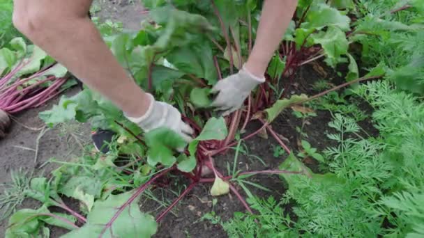 Руки Фермера Вытаскивают Красную Свеклу Органическую Плантацию High Angle — стоковое видео
