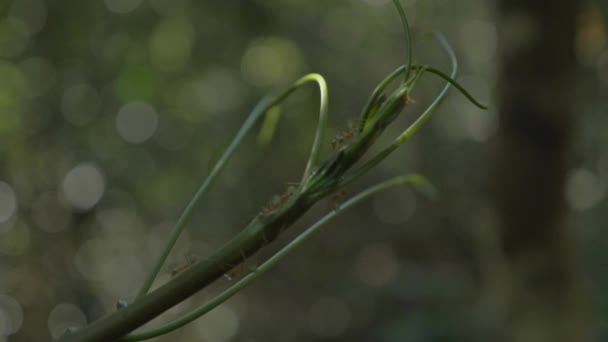 ウィットサンデー クイーンズランド州の荒野の柔らかい緑の茎の先端にある火の蟻のクローズアップ — ストック動画