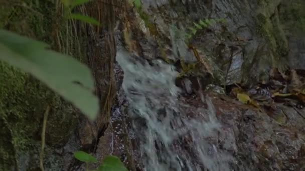 苔むした岩への淡水の衝突 Crystal Casades Rainforestオーストラリアのクイーンズランド州 — ストック動画