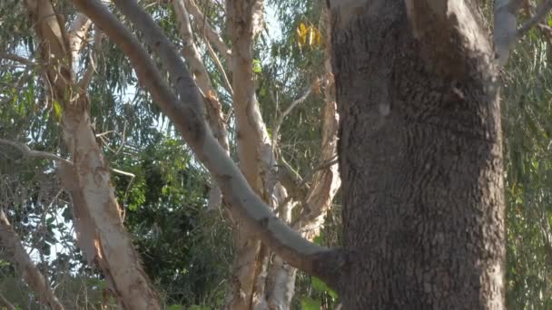 Vista Através Bosques Grande Bowerbird Empoleirado Árvore Ramo Floresta Tiro — Vídeo de Stock