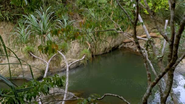 オーストラリアのクイーンズランド州ケアンズの近くにあるクリスタルカスケードの熱帯雨林の天然岩プール 高角度 — ストック動画