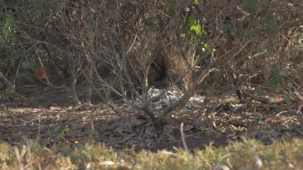 Great Bowerbird Its Nest Bower White Rocks Chlamydera Nuchalis Dans — Video