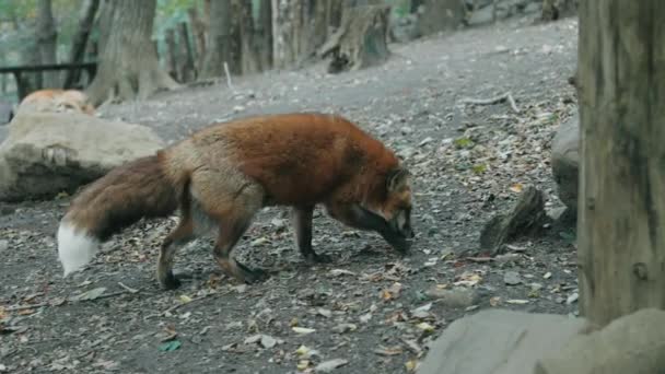 Miyagi Zao Fox Village Ezo Red Fox Walking Sniffing Forest — Stock video