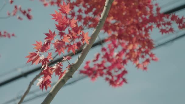 Vibrant Color Red Maple Tree Leaves Swaying Sunny Sky Miyagi — 비디오