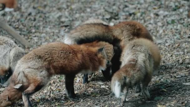 Αλεπούδες Στο Shed Zao Fox Village Στο Miyagi Ιαπωνία Στατική — Αρχείο Βίντεο