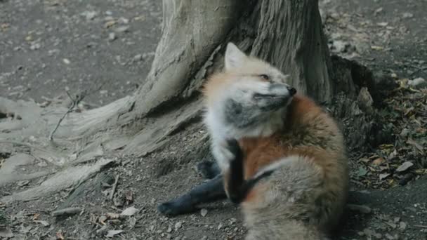 Furry Fox Scratching While Sitting Ground Zao Fox Village Miyagi — Stock Video
