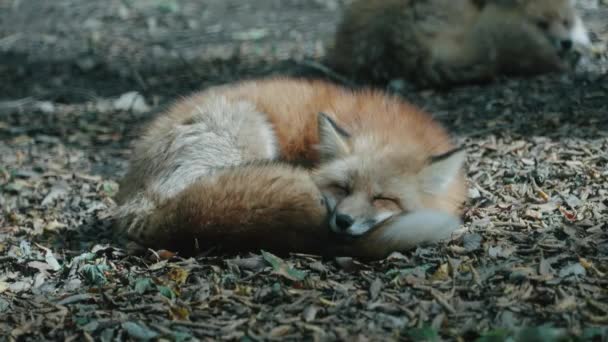 Red Fox Est Recroquevillé Dormi Sanctuaire Zao Fox Village Miyagi — Video