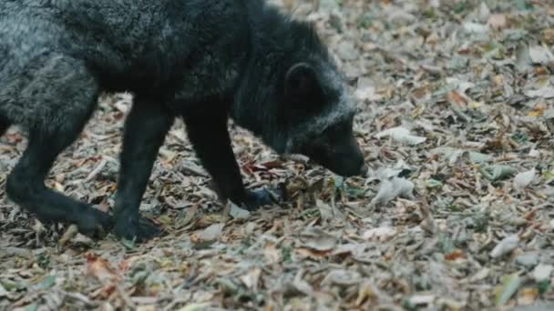 Black Fox Sniffing Ground Zao Fox Village Miyagi Japan Närbild — Stockvideo