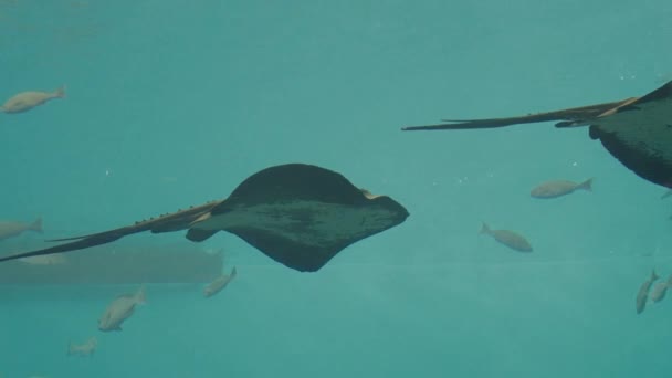Stingrays在日本Sendai Umino Mori水族馆与其他鱼类一起游泳 — 图库视频影像