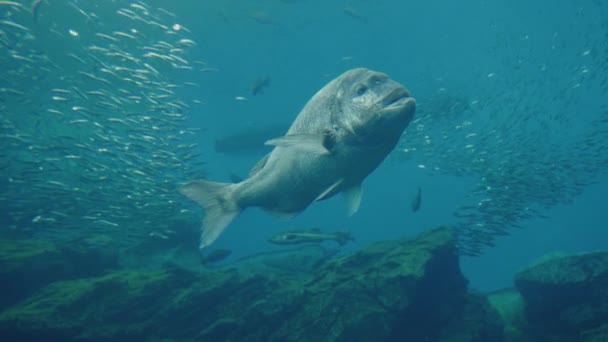 Primer Plano Natación Red Seabream Acuario Sendai Umino Mori Japón — Vídeos de Stock