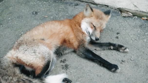 Fox Deitado Descansando Chão Zao Fox Village Miyagi Japão Close — Vídeo de Stock