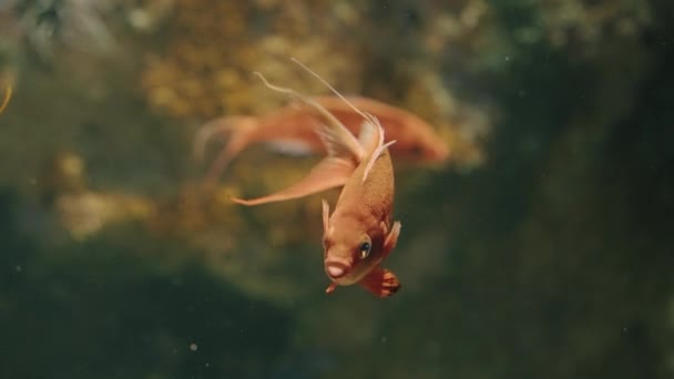 Kiraz Anthias Sacura Margaritacea Japonya Nın Miyagi Bölgesi Sendai Deki — Stok video