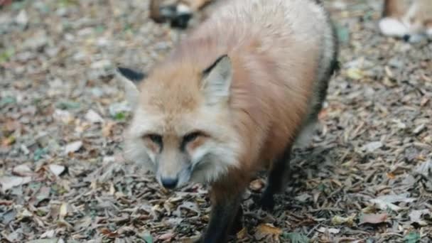 Walking Fox Zao Fox Village Miyagi Japão Close — Vídeo de Stock