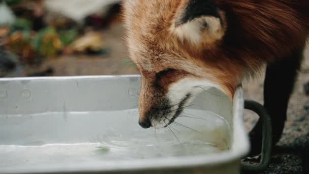 Крупный План Ezo Red Fox Питьевая Вода Zao Fox Village — стоковое видео