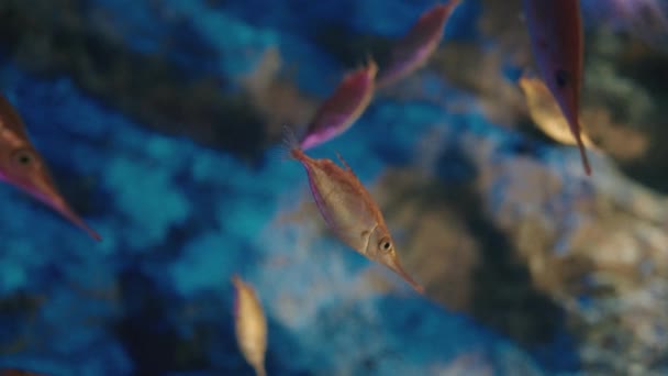 Kis Narancs Bellowfish Úszás Uminomori Akváriumban Sendaiban Japánban Közelkép — Stock videók