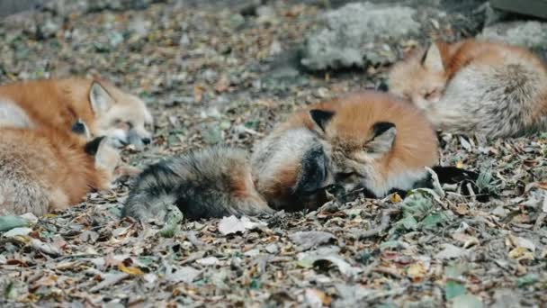 Fox Cleaning Itself Ground Zao Fox Village Miyagi Japonia Zbliżenie — Wideo stockowe
