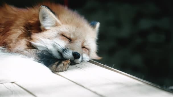 Close Shot Red Fox Sleeping Peacefully Shade Sunshine Filtering Leaves — Stock Video
