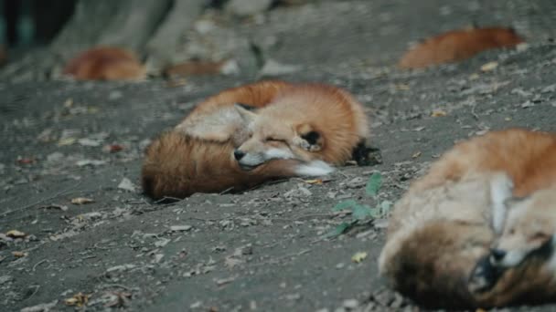 Grupo Raposas Dormindo Chão Zao Fox Village Miyagi Japão Close — Vídeo de Stock