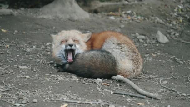 Uma Raposa Bocejando Descansando Chão Zao Fox Village Miyagi Japão — Vídeo de Stock