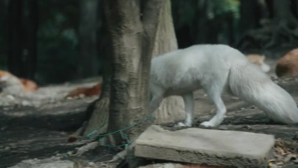 White Furry Arctic Fox Promenad Bland Skog Zao Fox Village — Stockvideo