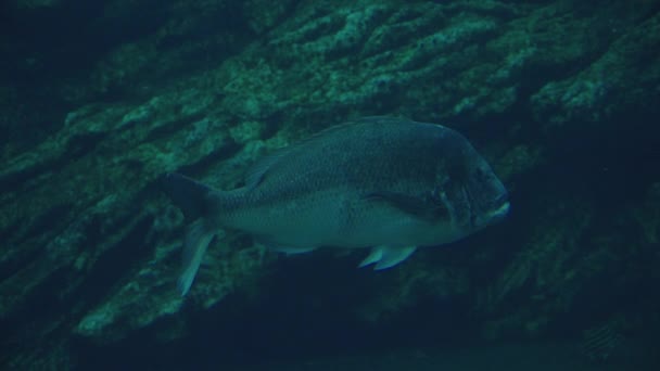 Red Seabream Pagrus Major Japonská Madai Sendai Umino Mori Aquarium — Stock video