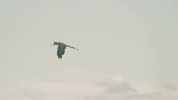 Blau Gelber Ara Papagei Fliegt Hoch Gegen Den Hellen Himmel — Stockvideo