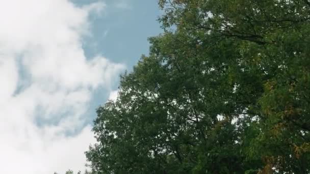 Strom Listí Houpající Jako Vítr Fouká Proti Modrému Nebi Miyagi — Stock video