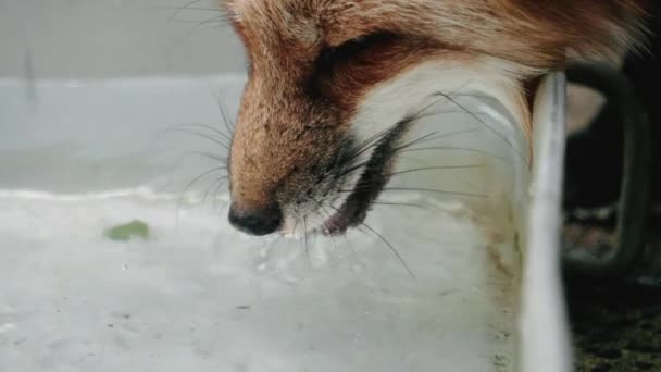 Gros Plan Visage Renard Roux Assoiffé Alors Buvait Eau Village — Video