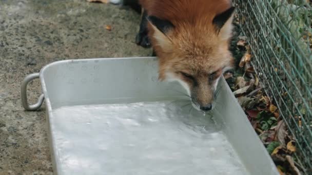 Primo Piano Dell Acqua Potabile Della Volpe Rossa Dal Vassoio — Video Stock