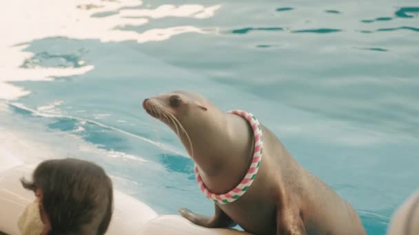 Cute Seal Catches Hoop Ottiene Pesce Come Ricompensa Trainer Presso — Video Stock