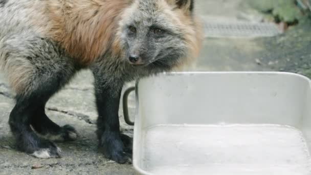 Ezo Red Fox Drinking Water Zao Fox Village Kitsune Mura — стокове відео