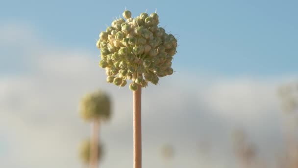 Primer Plano Una Flor Allium Polyanthum Schultes Schultes Endémica España — Vídeo de stock