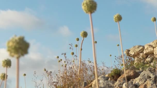 Allium Polyanthum Schultes Schultes Çiçekleri Spanya Özgü Kuru Kayalık Bir — Stok video