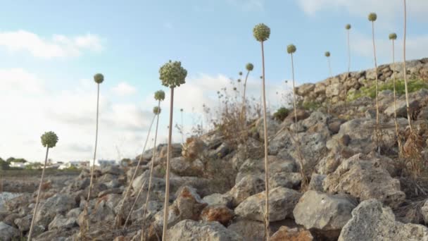 Planten Van Allium Polyanthum Schultes Groeien Tussen Stenen Aan Kust — Stockvideo