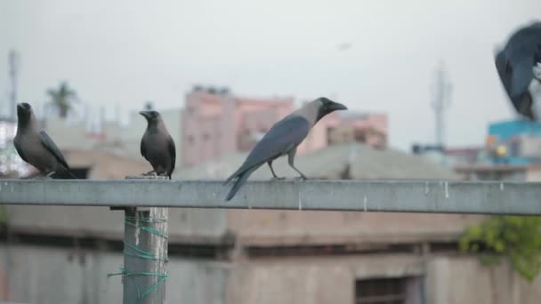 Slomo Gimbal拍摄的房屋乌鸦停在格子上飞走了 — 图库视频影像