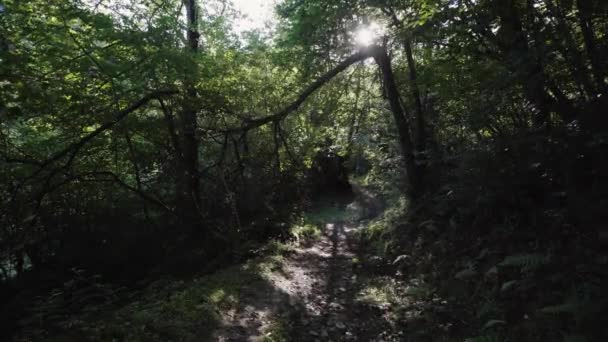 Vandringsled Lummig Skog Ponga Naturpark Asturien Spanien — Stockvideo