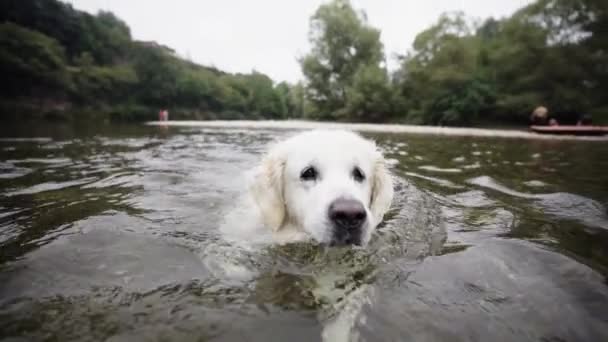 Roztomilý zlatý retrívr Puppy plavání v řece; zpomalený pohyb, široký úhel